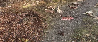 Hundägare hittade slaktrester av 23 älgar