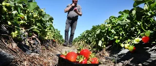 Värmeböljan – då rusade försäljningen av gubbar