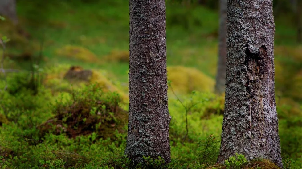 Träd. Självklart ska ägarna ha rätt att både äga och bruka sin skog.