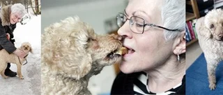 Hund som fäller gör ingen pudel