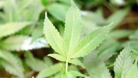 Cannabis - en drog som kan försämra intelligens, minne och prestationsförmåga.