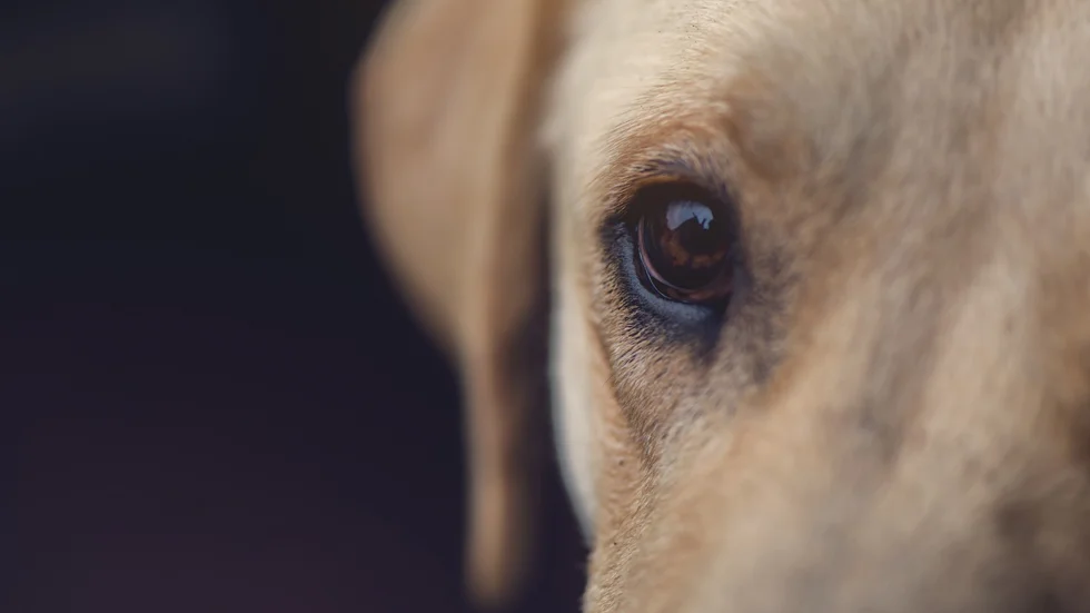 Hundägaren utsatte sitt husdjur för lidande. Det påstår åklagaren som nu har väckt åtal om djurplågeri. Hunden på bilden har ingen koppling till fallet.