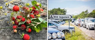 ”Ska vi som bor här bara acceptera överfulla smultronställen?”