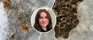 Larvinvasion i Luleås bostadsområde: "Kryllar i tusental"