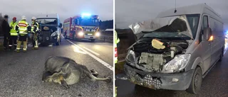 Skåpbil i kollision med älg – väg stängdes av helt