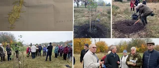 Äppelträd från Gotland planterades på Ösel