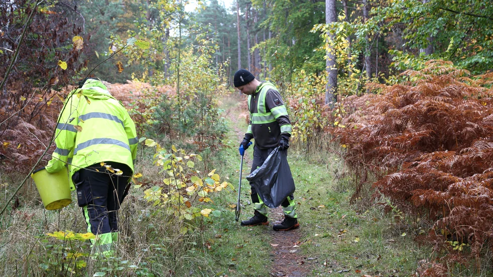 Jacob Högvall och kollegan Linda Staflund på parkenheten plockar svarthuvade sniglar i skogen mellan Haga och Djuplunda. Region Gotland äger marken och hjälper därmed till att samla in den invasiva arten, i hopp om att minska antalet ägg som läggs.