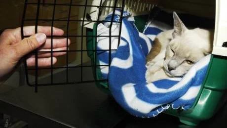 Nu kan alla husdjursägare i Västervik, och på landsbygden söder om staden, glädjas åt att Distriktsveterinärerna öppnar en ny filial i Västervik. Foto: Ellen Nielsen Kindstrand
