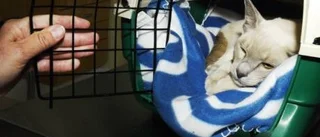 Veterinärmottagning på Gertrudsvik