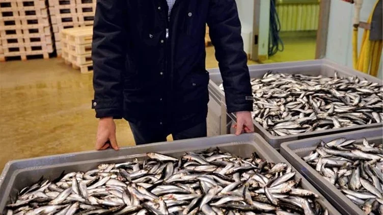 Peter Sjöholm på Swe-Dan Seafood i Västervik är nöjd med deras del i projektet. Nu har företaget köpt en biogasbil som indirekt drivs av det egna avfallet. Arkivbild: Anders Steiner