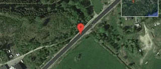 Kossor på vägen på väg 230