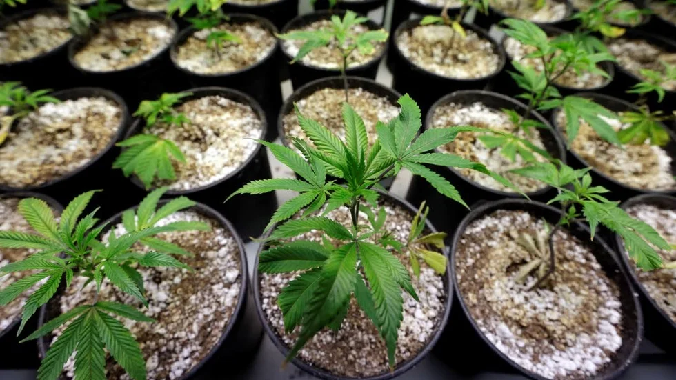 Drog. Odling av marijuanaplantor.