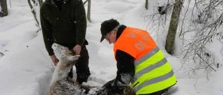 Många viltolyckor