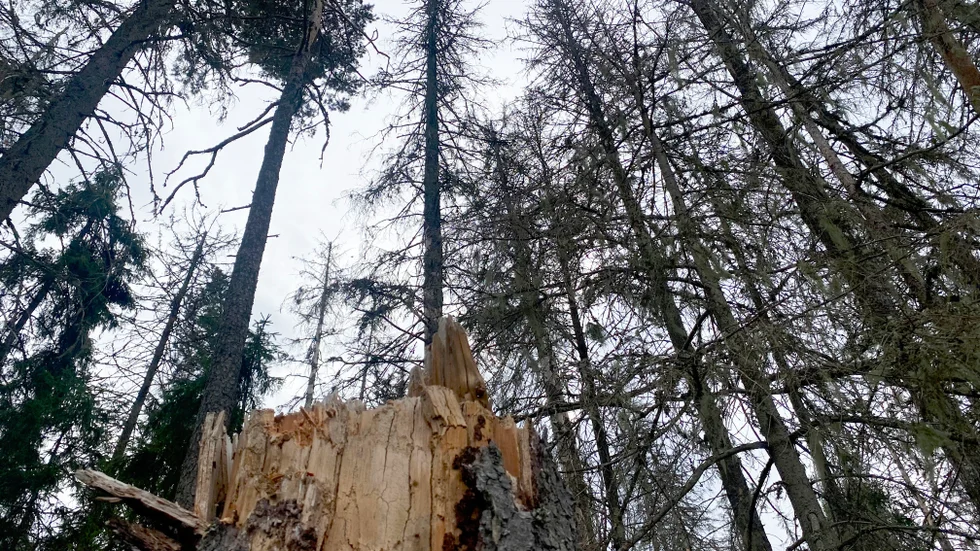 Granbarkborren har dödat många granar i Östergötland. Länsstyrelsen har tvingats prioritera ned arbetet med den fruktade skalbaggen.