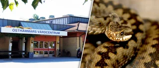 Drama på vårdcentral – huggorm stampades ihjäl