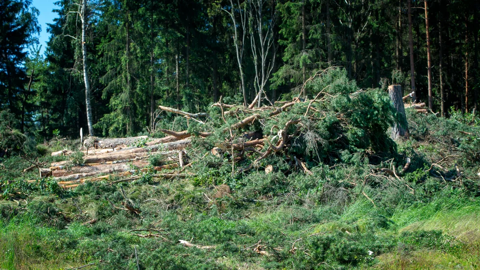 En skogsavverkning på Hertsölandet har föranlett misstanke om miljöbrott. (Bilden är hämtad för en annan avverkning.)