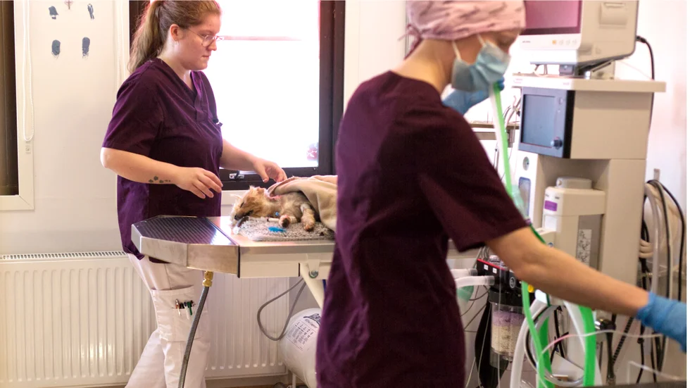 Motala Djurklinik har fått en ny tandvårdsavdelning, med bland annat ny narkosmaskin och plats för två separata bord för olika procedurer. 