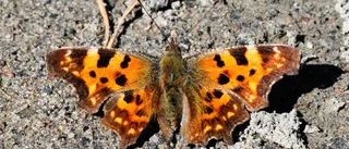 Läsarbild: Årets första fjärilar i Niemisel