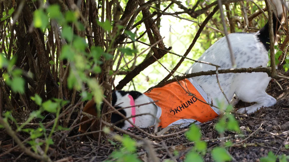 Hunden Astrid sliter i tygduken för att komma ner djupare i råttboet.
