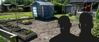 Potatistjuvar härjar på koloniområdet – för andra gången i rad