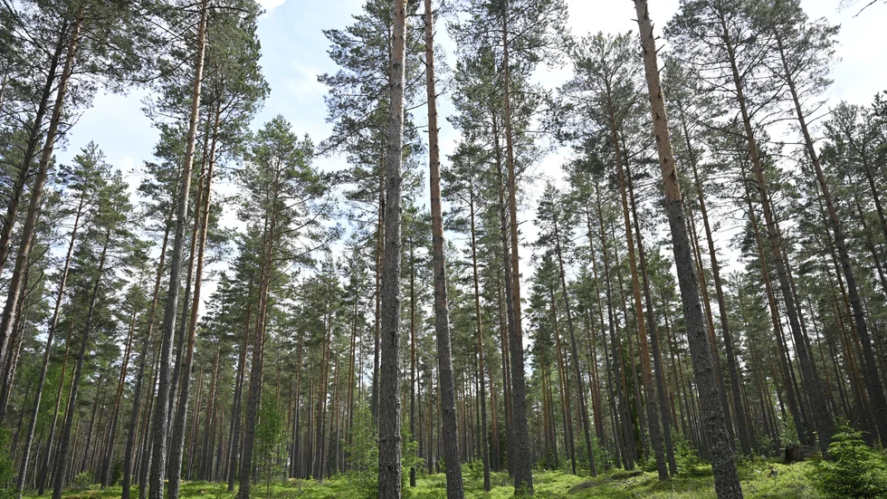 "För klimatets skull behöver skogsnäringen bruka skogen aktivt. De unga och växande träden binder mer koldioxid än de äldre, och när träden är mogna kan vi skörda en förnybar råvara som kan ersätta fossila material", skriver Sören Petersson, affärsområdeschef på Holmen Skog.