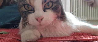 Katten torterades och avled av sina skador: "Vill varna andra"