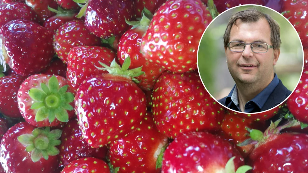 "Vi vill ha en seriös bransch och välkomnar fler kontroller kommuner och myndigheter", säger Marcus Söderlind som är ordförande för LRF trädgård.