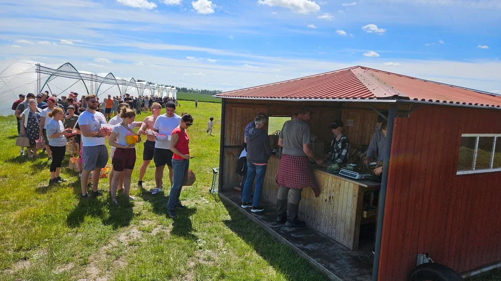 Högt tryck när Skedevi öppnade portarna på sitt självplock under torsdagen.
