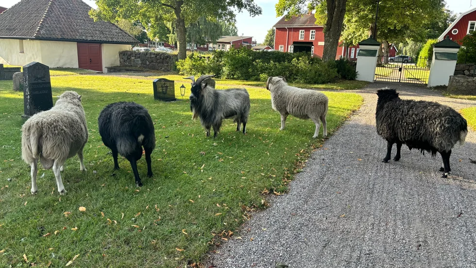 Geten och fåren som var på besök på Kjula kyrkogård under onsdagsmorgonen.
