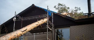 Stor tall föll rakt på Thomas hus: "Tar det med ro"