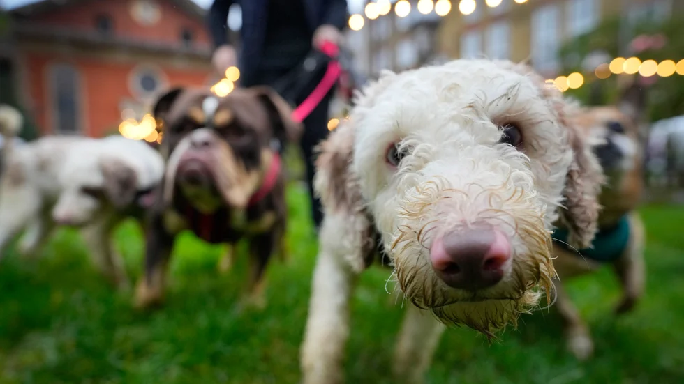 Att köpa cannabisprodukter på nätet till sin hund är ingen bra idé enligt veterinären Henrik Rönnberg. Arkivbild.