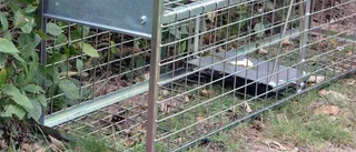 Sjuka rävar upptäckta – fällor sätts ut