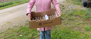 Inför potatisodling på schemat i Strängnäs kommun