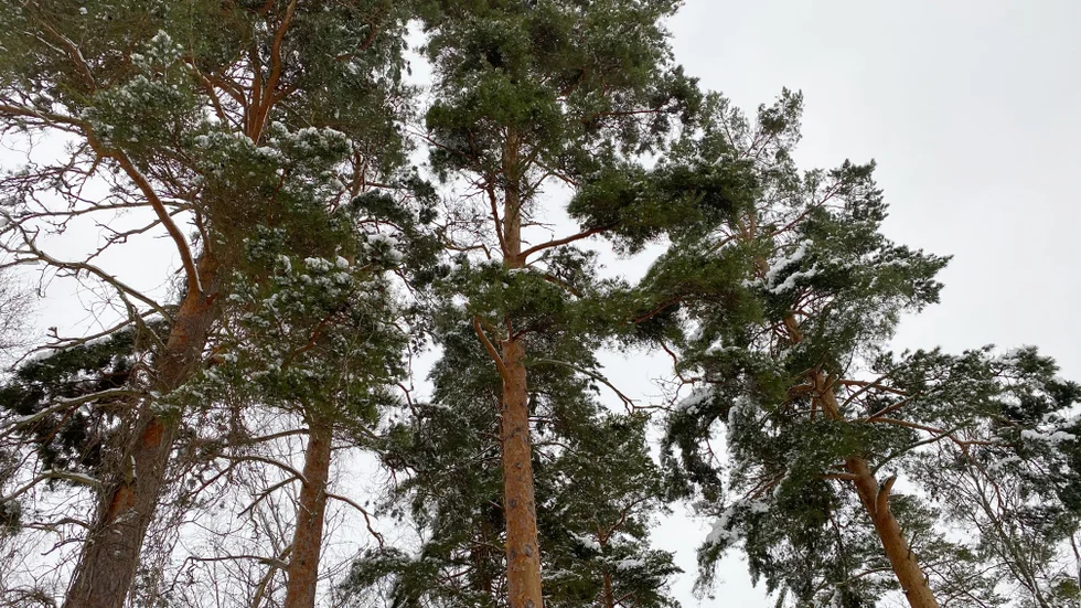 Skogsägarna sköter sina skogar väl.