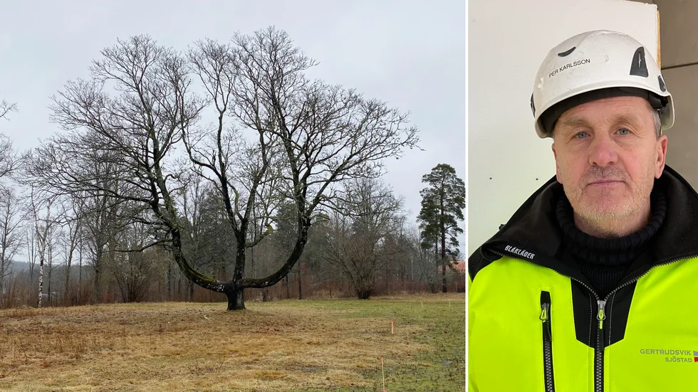 Per Karlsson vet inte än om "Bröllopsträdet" på Gertrudsvik kan vara kvar.