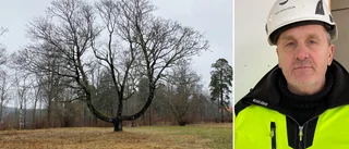 Unika trädets framtid kan vara hotad 