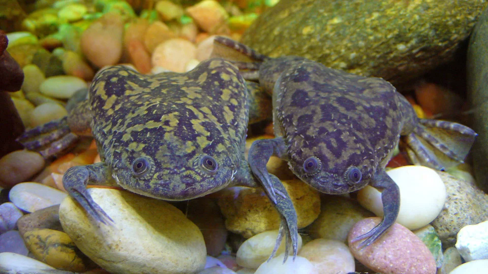 Afrikansk klogroda (Xenopus laevis), är förbjuden från och med 2 augusti.