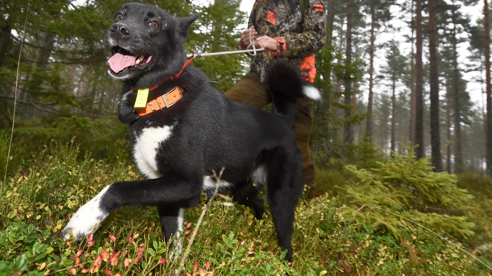 Jaktledaren i Norrbotten motsätter sig djurförbudet. Nu har länsstyrelsen beslutat att omhänderta hans fyra jakthundar. Bilden visar en annan jakthund.