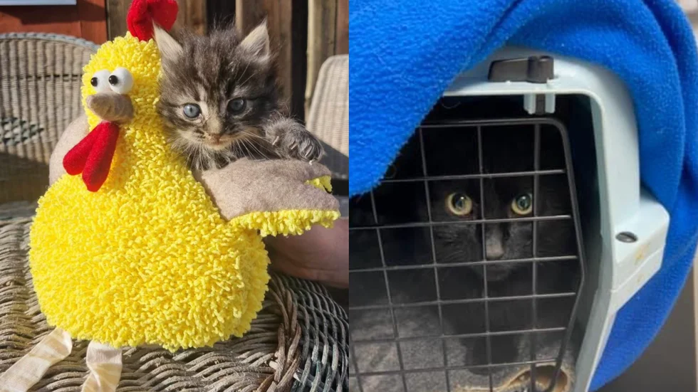 Den ideella föreningen Livbojen hjälper katter i nöd, men nu sätter ekonomin käppar i hjulen för verksamheten. Nu vädjar dem till hjälp från allmänheten. Katterna på bilderna har båda fått hjälp av föreningen.