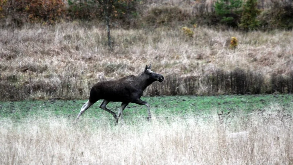 Ett misstänkt jaktbrott mot älg har polisanmälts.