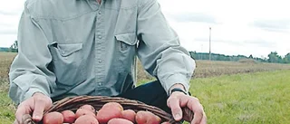 Potatisen står i centrum