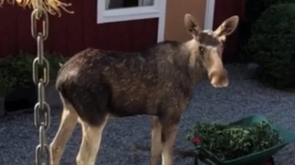 Den unga älgtjuren är ofta på besök i Maria Mållbergs trädgård. På tisdags morgon åt den trädgårdrens ur skottkärran och provade att gå lite på altantrappan. Foto: Privat
