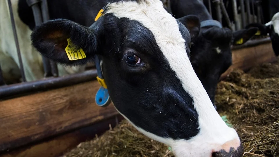 Arla har sänkt priset på mjölk för andra månaden i rad.