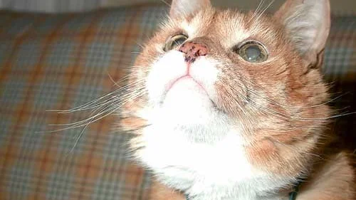 Malufi är katten som skulle ha många stämplar i passet, om nu katter hade pass vill säga.