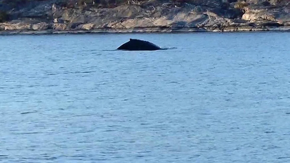 Knölvalen. Så här såg det ut när den stora knölvalen dök upp under fisketuren i Gryts skärgård.
