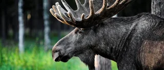 E22-bilist körde på älg
