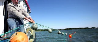 Musslorna ska minska övergödningen