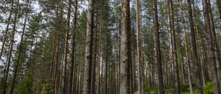 Hur tänkte Naturskyddsföreningen?