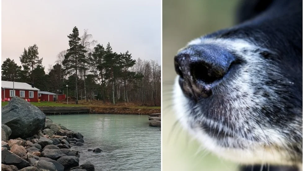 Nu ska det grumliga och turkosa vattnet i Storsand på Hållnäshalvön ska nu analyseras av experter. Tierps kommun är dock säkra på att det rör sig om algblomning. 