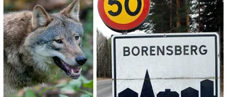 Jägare såg varg – mitt i Borensberg